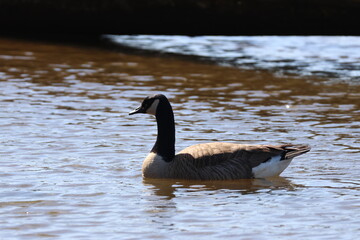 duck