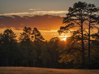 Obraz premium The setting sun paints the sky in shades of gold and red behind a distant forest edge with treetops forming a jagged horizon, photographed from an open field to emphasize the contrast