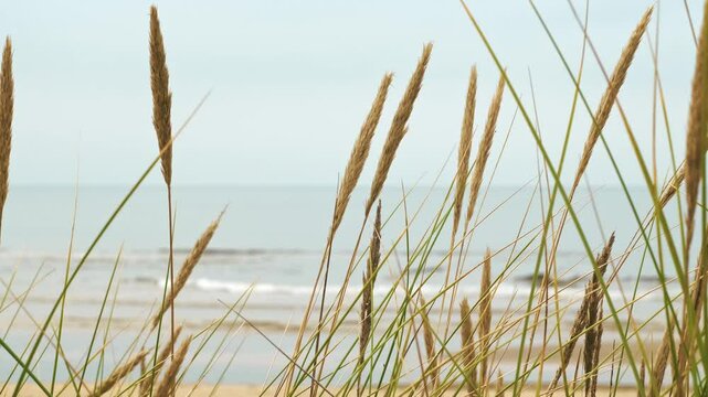 Bokeh plants Ammophila Arenaria sway in wind at background of clear sky and sandy beach of Baltic sea with small waves. Closeup spikelets of dune grass. Calming nature video. Northern Europe landscape