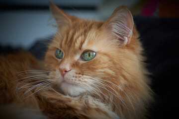 dormant sweet fluffy ginger cat