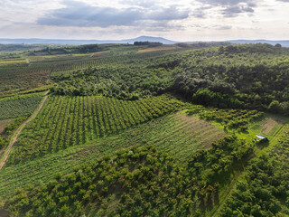 Aerial view of agricultural land. Valley of fruit farms