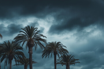 A group of palm trees are silhouetted against a cloudy sky. The sky is dark and moody, with the clouds looming overhead. The palm trees are tall and slender, reaching towards the sky
