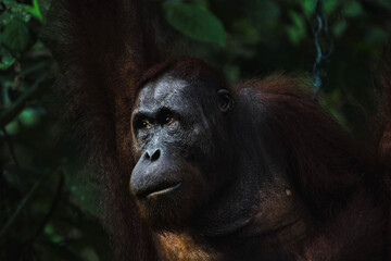 Fototapeta premium Orangutan