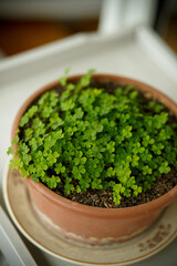 High-resolution image of a lush oxalis plant (shamrock) in a terracotta flowerpot, captured in soft...