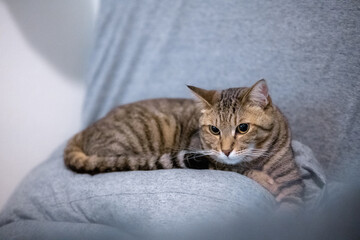 グレーの毛布の上でくつろぐキジトラ猫