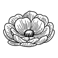 Hand-Drawn Blooming Flower Vector. Black and White Botanical Line Art Illustration