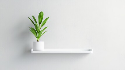 Minimalist home decor, Small green plant in a white pot on a white shelf against a white wall.  Concept of simplicity, nature, and interior design.