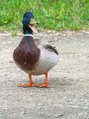 mallard opening beak and looking at a camera