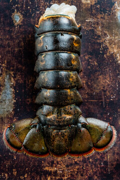 Raw lobster tail on aa weathered baking sheet 