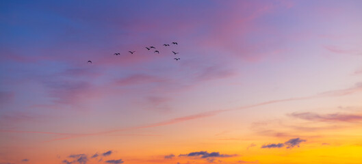 Morning sky and clouds backdrop with silhouettes of flock of birds flying,Small flock of ducks...