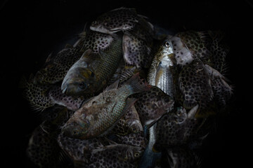 Various sea fish on black background,big fish, grey fish, fish dish sea bream, trout, garfish and various fish varieties
