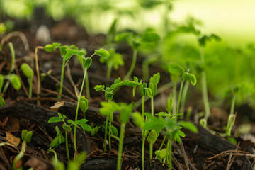 Close-up of tree seedlings,Close-up of several young seedlings growing on rich black soil with rain dew on green bokeh background. World Earth Day concept.