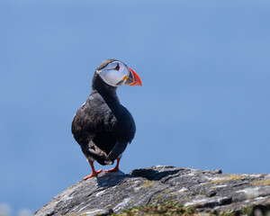Puffin sitting on a rock. Close-up on a bright, sunny day. Isle of May