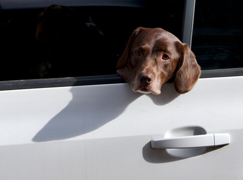 dog in the car window