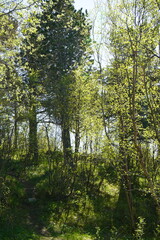 Obraz premium mountain scenery and a deep blue fjord. Snow still lingers on the high peaks, creating a striking contrast to the vibrant greenery of late spring.