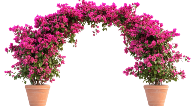 Arch of Pink Bougainvillea in Pots Isolated on Transparent Background

