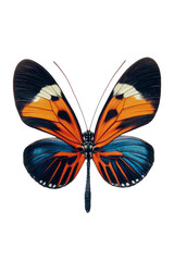 The stunning wings of a butterfly display intricate patterns in a vivid array of colors.