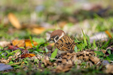 地面を歩くスズメ