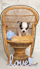 Chihuahua Welpe in einem Stuhl