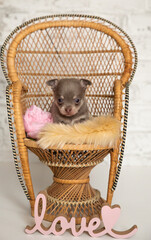Chihuahua puppy in a basket