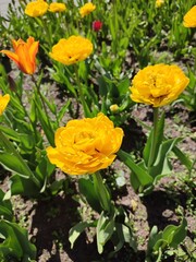 bright yellow tulips. spring flowers