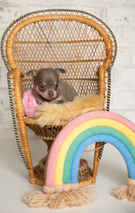 Chihuahua puppy in a basket
