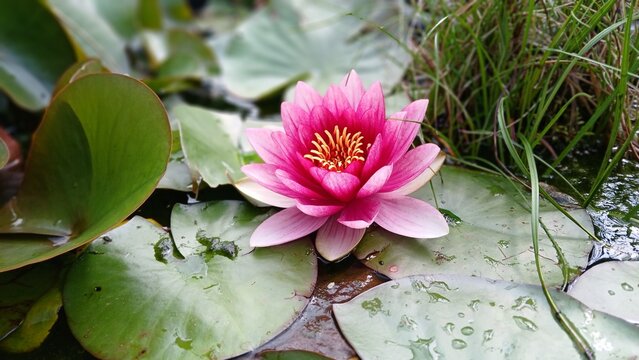 blooming waterlily