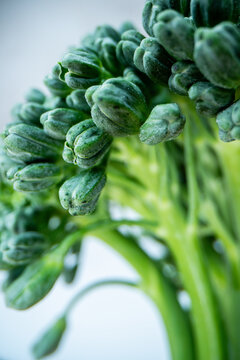 Macro of broccoli 