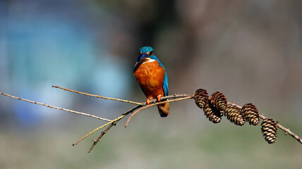 Male kingfisher perched on a branch with pine cones