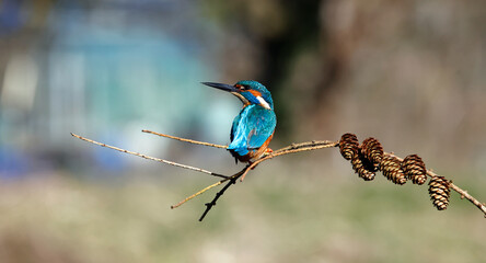 Male kingfisher perched on a branch with pine cones
