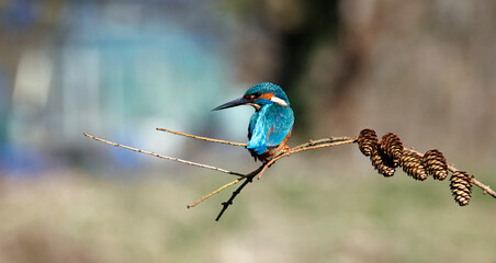 Male kingfisher perched on a branch with pine cones