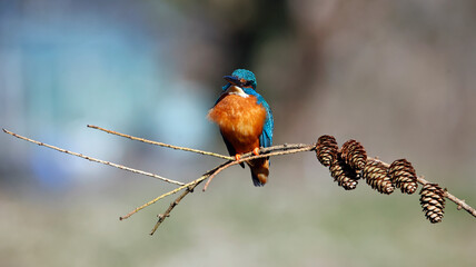 Male kingfisher perched on a branch with pine cones