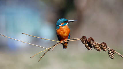 Male kingfisher perched on a branch with pine cones