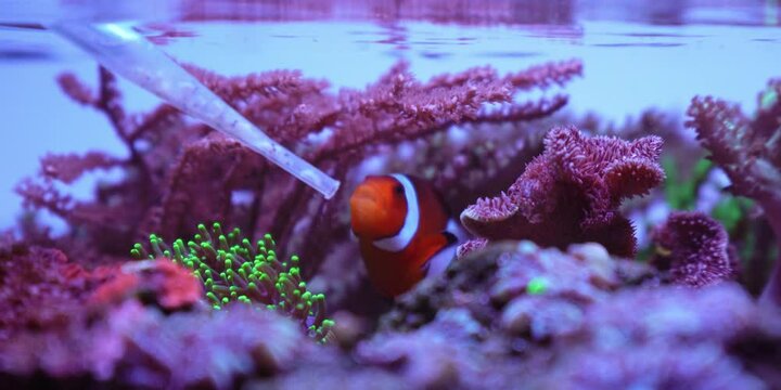 Saltwater aquarium, Reef Tank