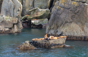 A colony of Stellar Sea Lions resting on a rock in Kenai Fjords National Park Alaska.  In the cove directly behind other sea lions can be seen precariously perched on the rocks.