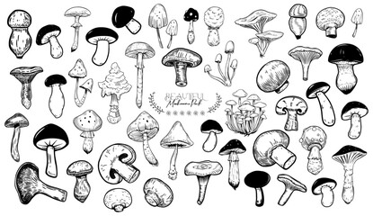 Mushroom Collection Vector Pack: A detailed array of varied mushrooms presented in intricate line art, ideal for educational or design purposes.