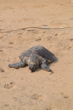 Beaches of Odisha &ndash; Pristine Shores Along the Bay of Bengal
