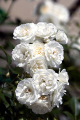 Delicate white and yellow rose flowers in the garden

