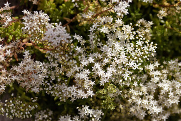 White Sedum flowers in the park on a blurred background
