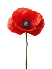 Obraz premium Isolated poppy flower for Veterans Day on a white background with vibrant red petals and a slender green stem