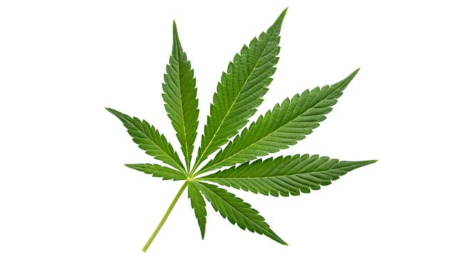 Isolated single green cannabis leaf with seven points against a plain white studio background close up shot