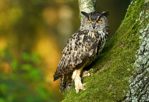Eurasian eagle owl ( Bubo bubo ) close up