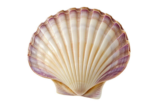 Close up of a scallop shell with purple edges on a white background in a studio setting image
