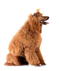 standard poodle in studio