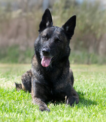 Dutch Shepherd in nature