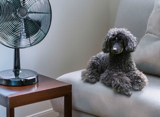 poodle in home