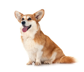 Pembroke Welsh Corgi