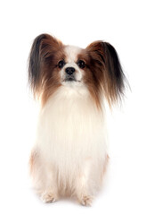papillon dog in studio