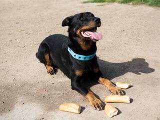 training of french shepherd