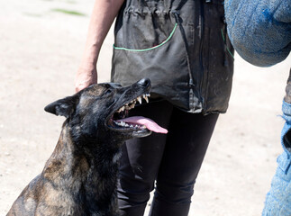 training of Long-haired Dutch Shepherd